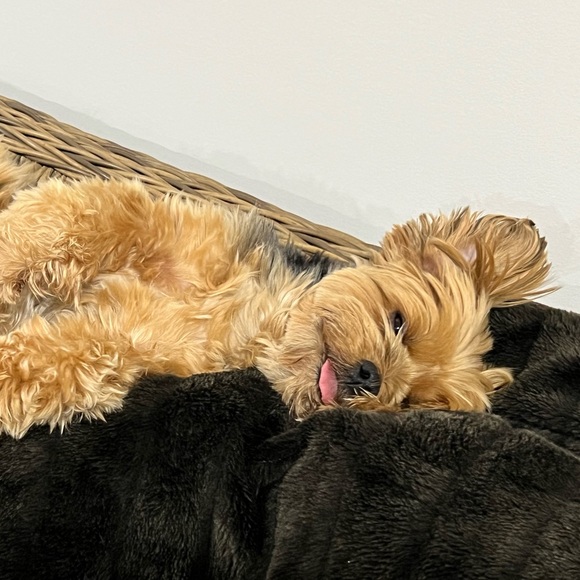 Meet your Posher, Linda - Picture 3 of 4